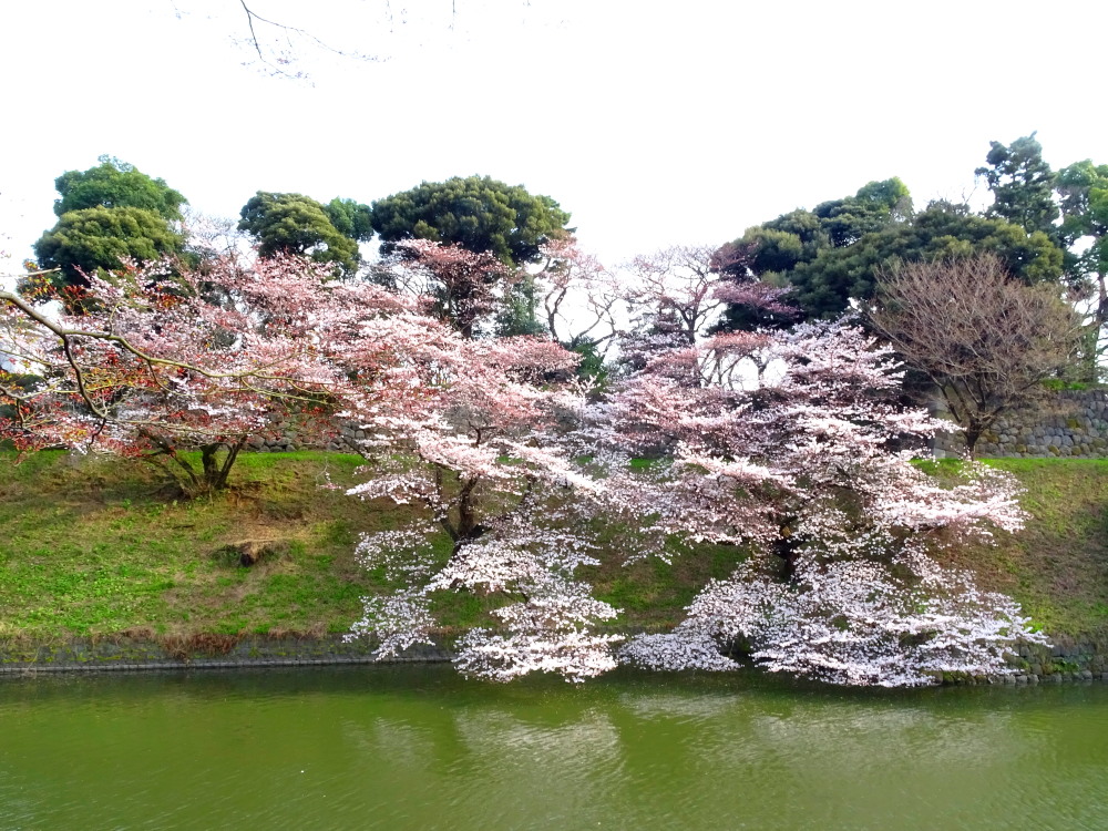 2016年/武道館周辺の花見 2016年/武道館周辺の花見