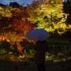 京都ギャラリー　紅葉＜夜の高台寺＞