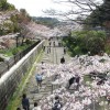 京都ギャラリー　インクラインのどかな花見